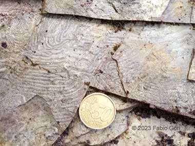 Fossili a Siena, ostrica perlifera