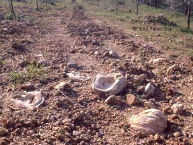 Fossili a Siena, ostrica perlifera